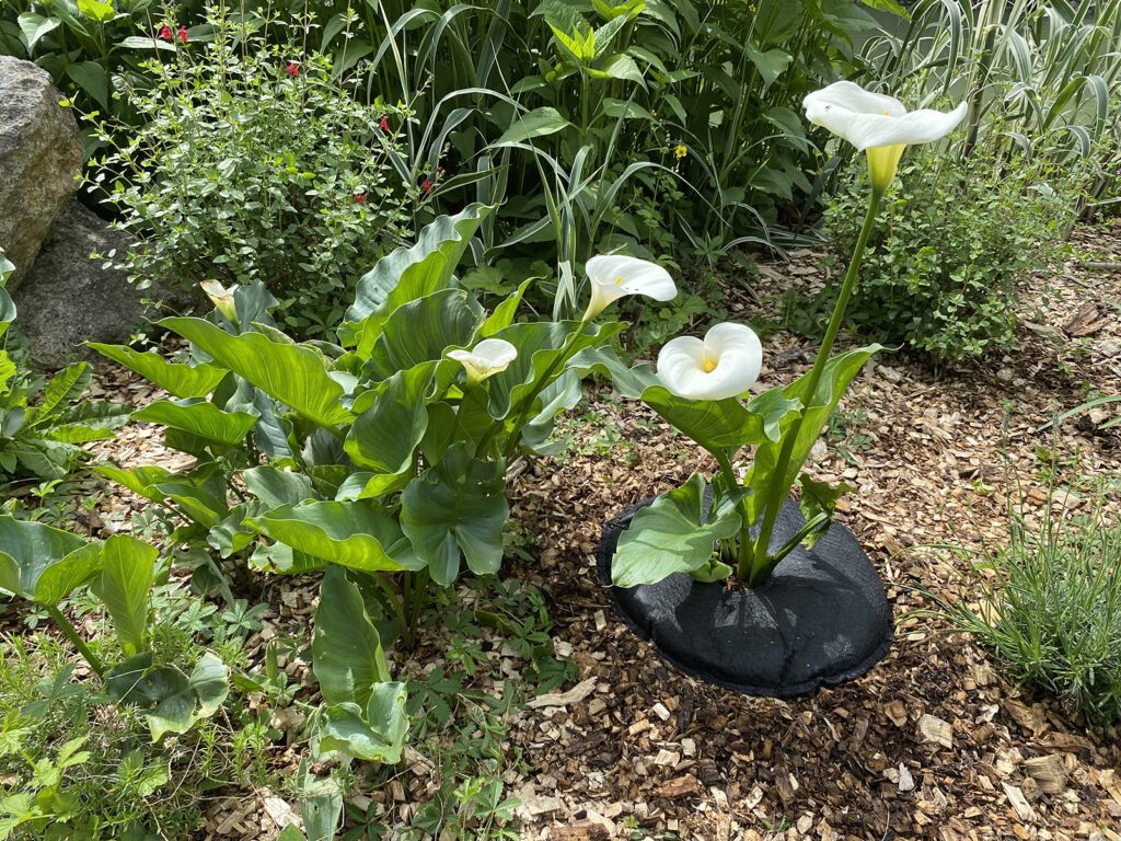 Plantcohydro Tree'Bed