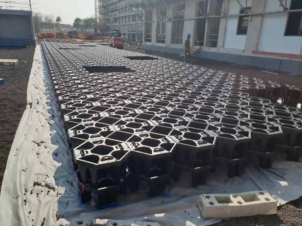 Plantcotex Rootstock