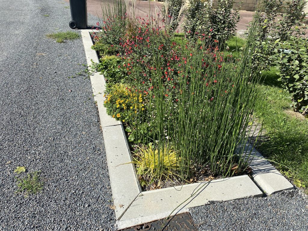 Jardin de pluie Mazion (33)