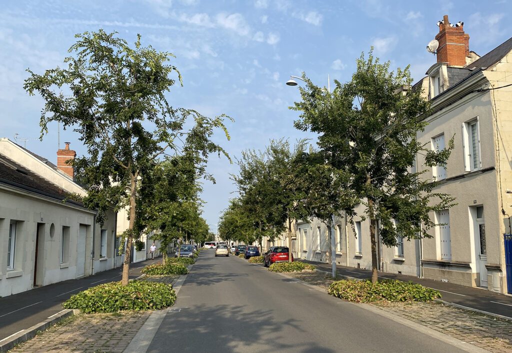Arbres en milieu urbain Châtellerault