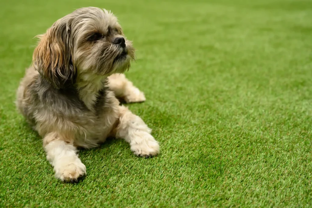 Gazon Cani'Green